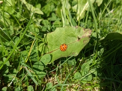 Harmonia axyridis