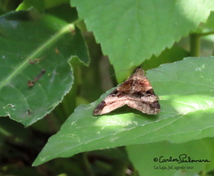 Melipotis perpendicularis