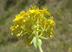 Sebaea aurea