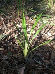 Dianella caerulea producta