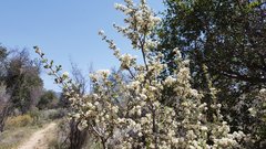 Ceanothus pauciflorus