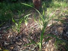 Dianella caerulea producta