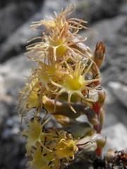 Holothrix grandiflora