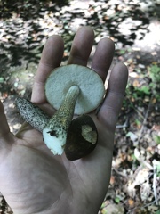 Leccinum snellii