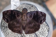 Ebrietas