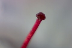 Erica hirtiflora hirtiflora