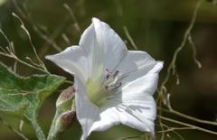 Convolvulus sagittatus