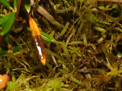Paludella squarrosa