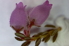 Erica hirtiflora hirtiflora