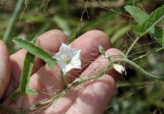 Convolvulus sagittatus