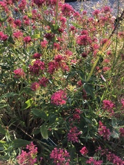 Centranthus ruber
