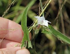 Convolvulus sagittatus