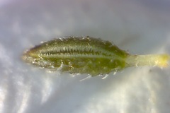 Erica hirtiflora hirtiflora