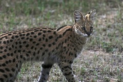 Leptailurus serval constantina