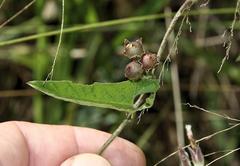 Convolvulus sagittatus