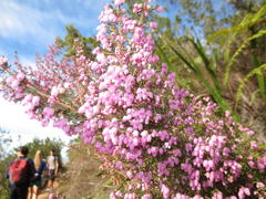 Erica hirtiflora hirtiflora
