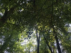 Crataegus coccinea coccinea