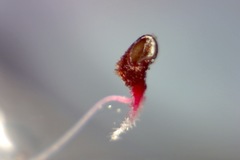 Erica hirtiflora hirtiflora