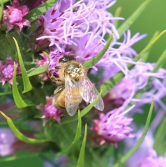 Apis mellifera