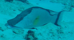 Lachnolaimus maximus