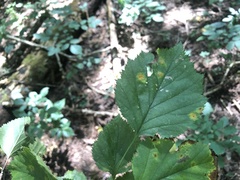 Crataegus coccinea coccinea