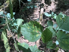 Crataegus coccinea coccinea