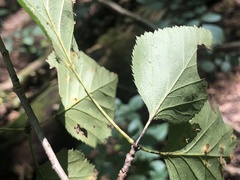 Crataegus coccinea coccinea