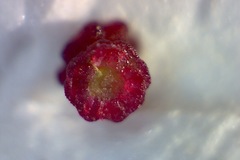 Erica hirtiflora hirtiflora