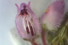 Erica hirtiflora hirtiflora