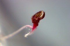 Erica hirtiflora hirtiflora