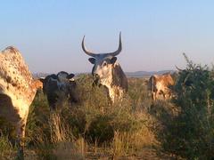 Bos indicus × taurus