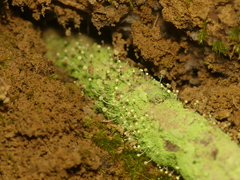 Chaenotheca furfuracea