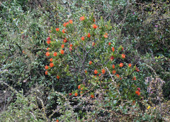 Tristerix longibracteatus