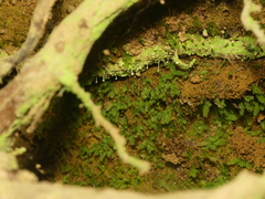 Chaenotheca furfuracea