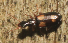 Calodromius spilotus