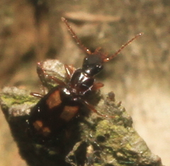 Calodromius spilotus