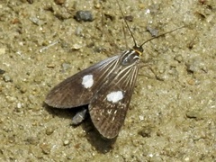Dioptinae