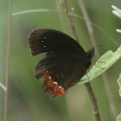 Gyrocheilus patrobas patrobas