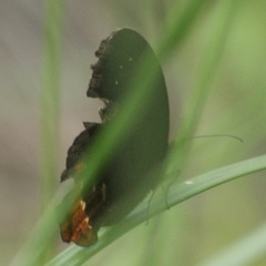 Gyrocheilus patrobas patrobas