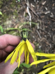 Senecio amplectens amplectens