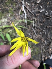 Senecio amplectens amplectens