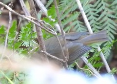 Acanthiza pusilla