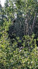 Canachites canadensis