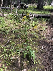 Senecio amplectens amplectens