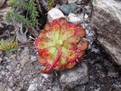 Drosera xerophila