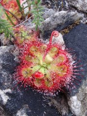Drosera xerophila