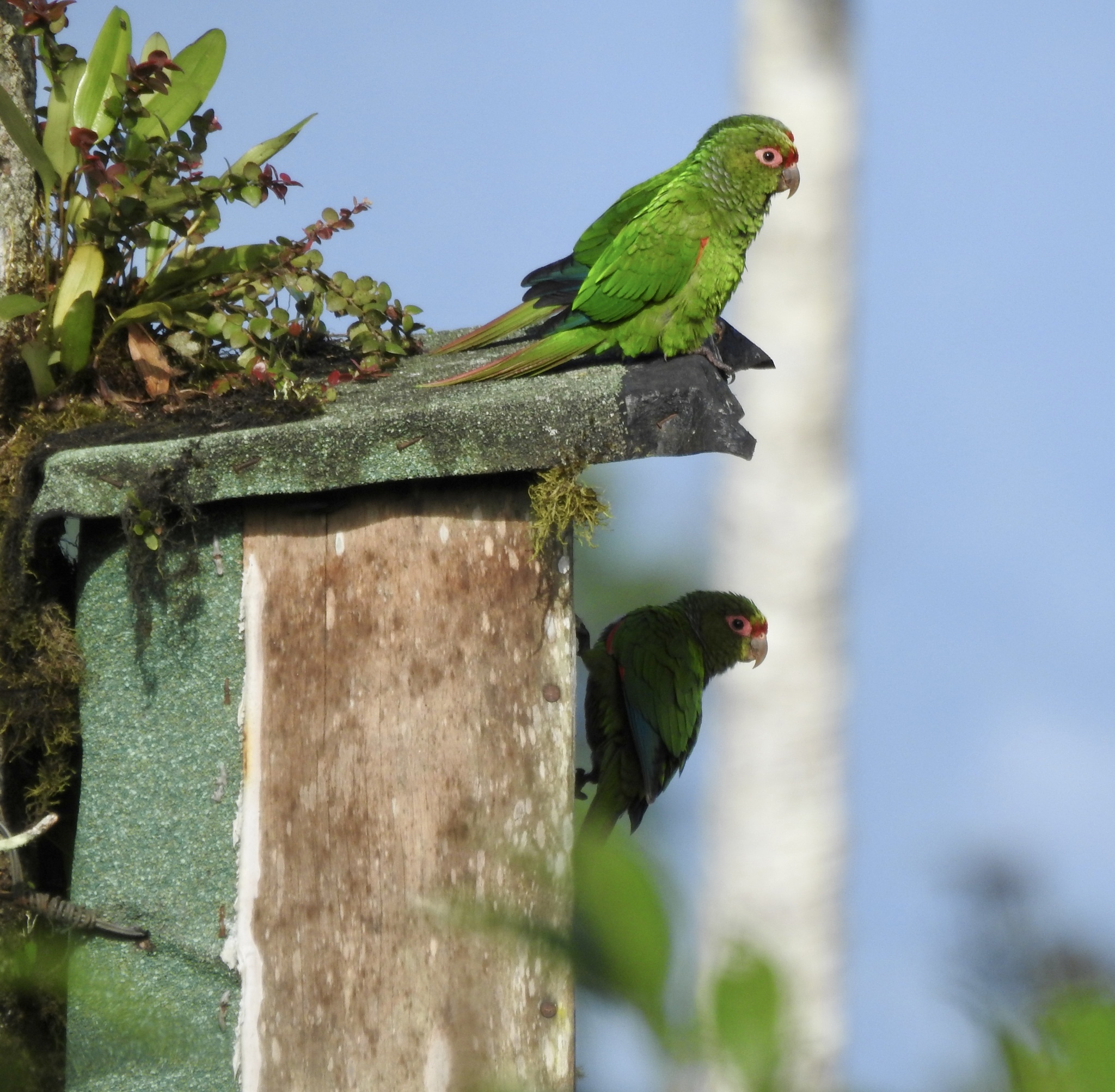 El Oro Parakeet (Pyrrhura orcesi), photo 4