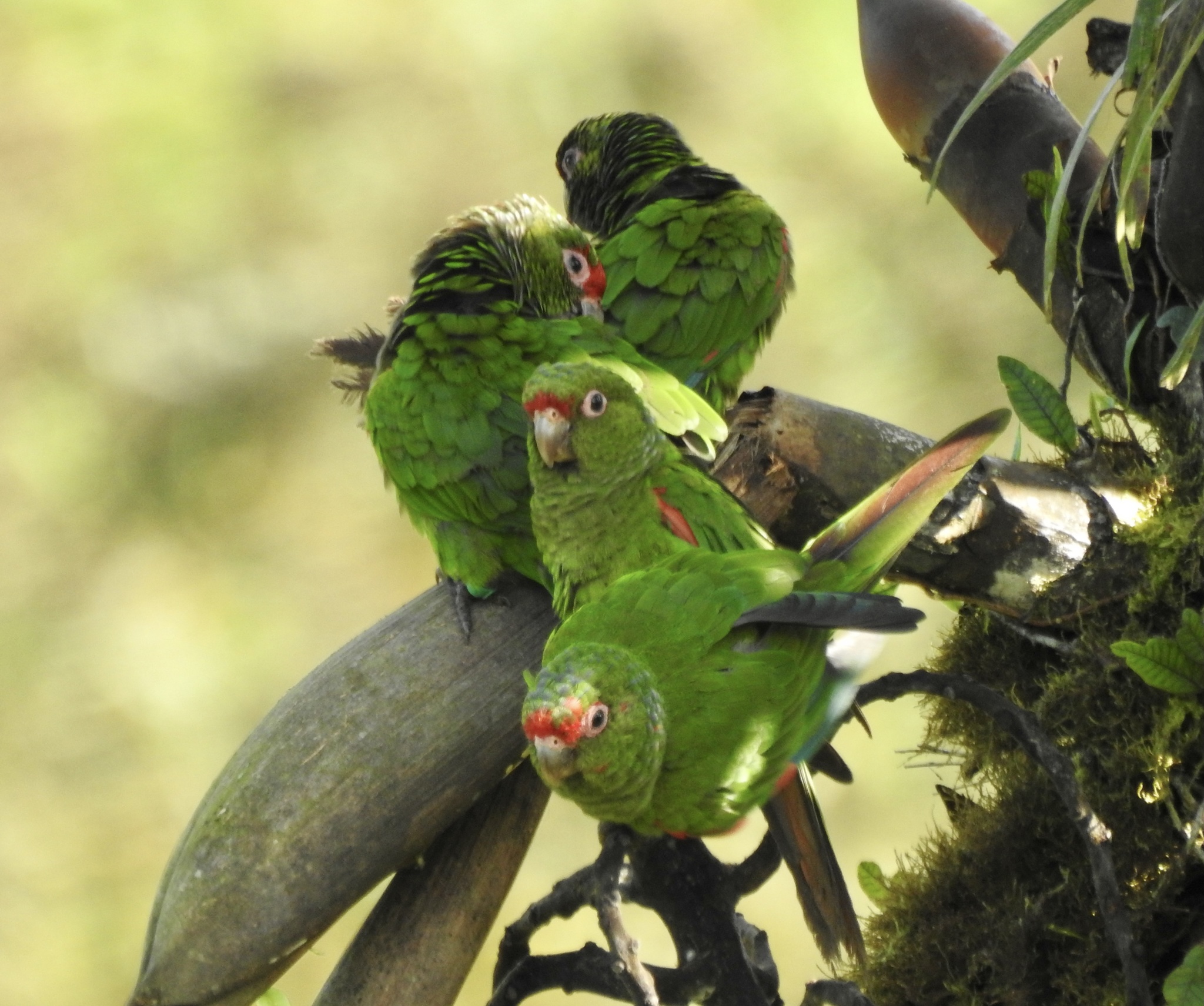 El Oro Parakeet (Pyrrhura orcesi), photo 5