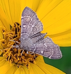 Pilocrocis
