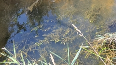 Potamogeton epihydrus